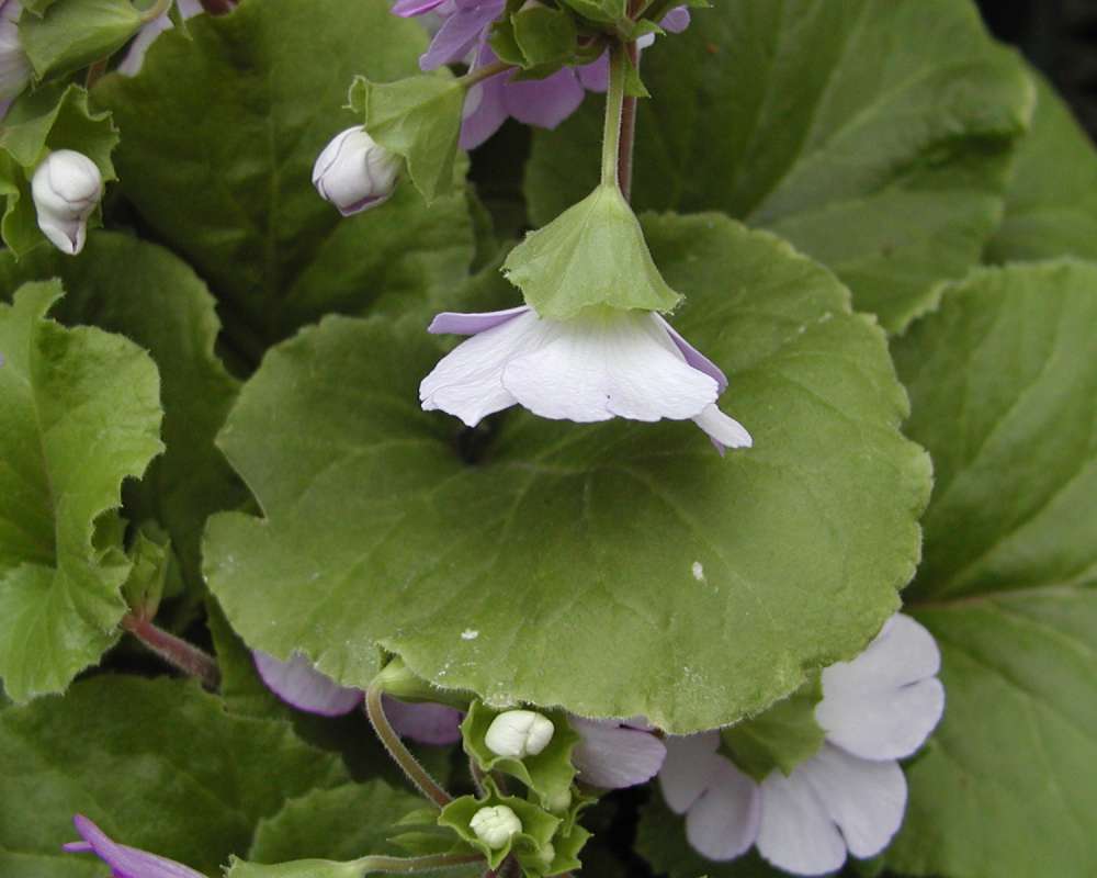 Flower - Side View<br>(Location of Picture: Garden, Okanogan, Wa, USA, 2005)
