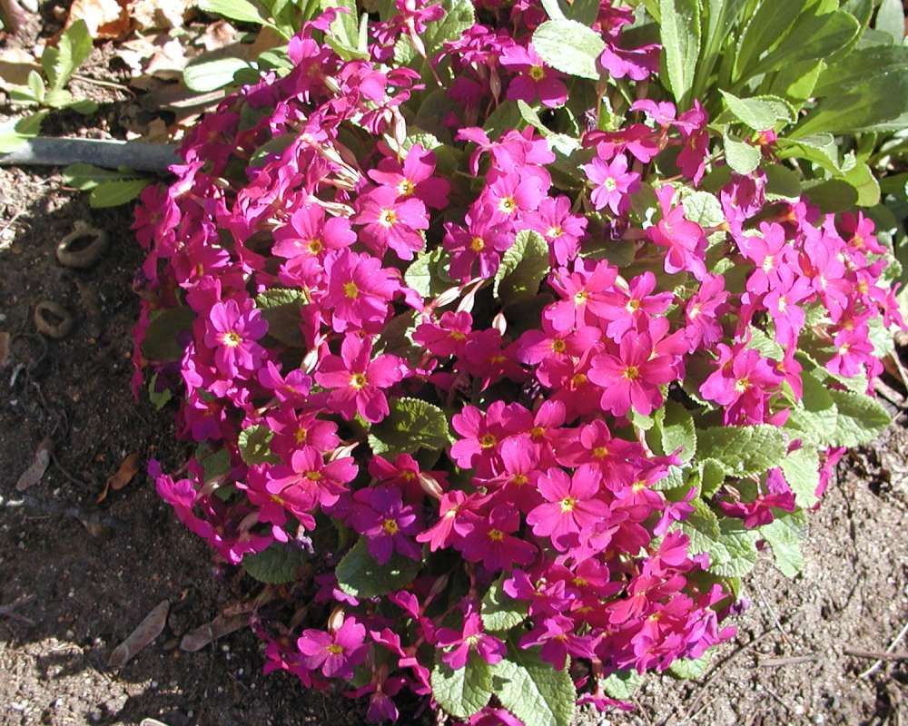 Silhouette<br>(Location of Picture: Garden, Okanogan, Wa, USA, 2005)