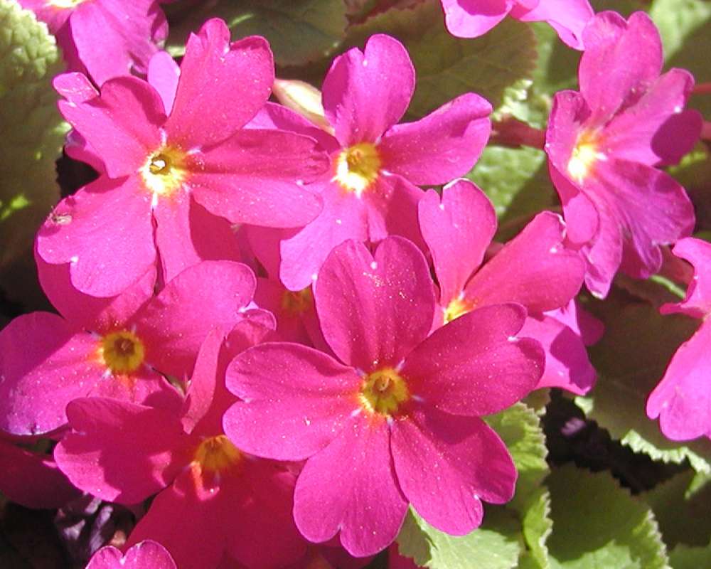 Flower<br>(Location of Picture: Garden, Okanogan, Wa, USA, 2005)