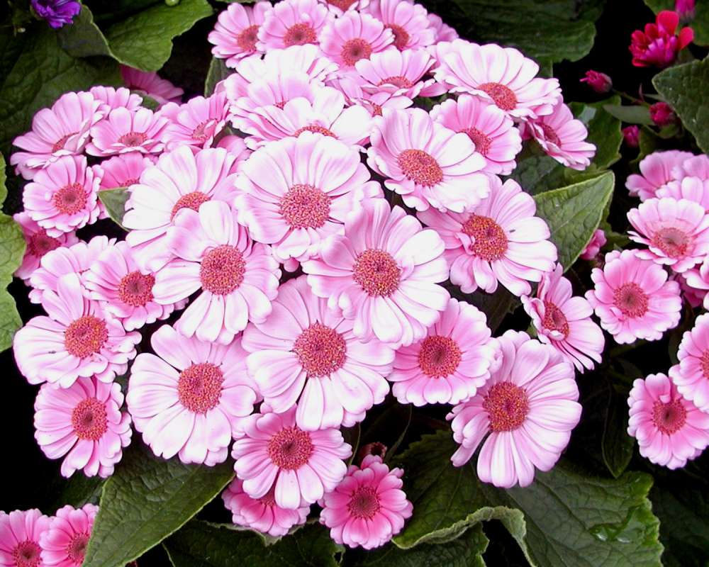 Flowers - White and Pink<br>(Location of Picture: Manito Garden, Washington, USA, '05)