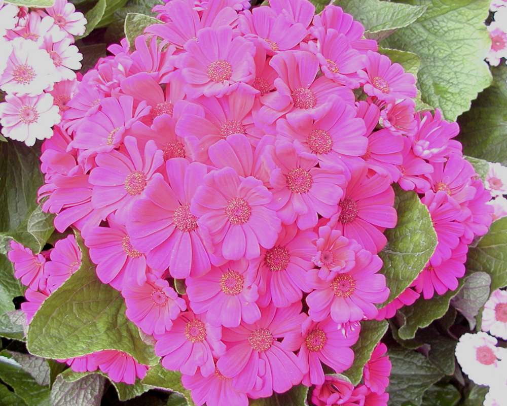 Flowers - Dark Pink<br>(Location of Picture: Manito Garden, Washington, USA, '05)