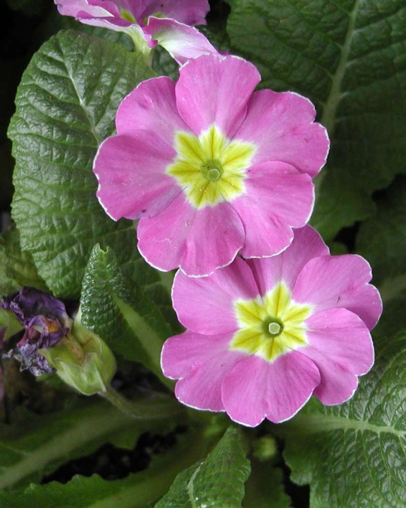 Flowers<br>(Location of Picture: Garden, Okanogan, Washington, USA)
