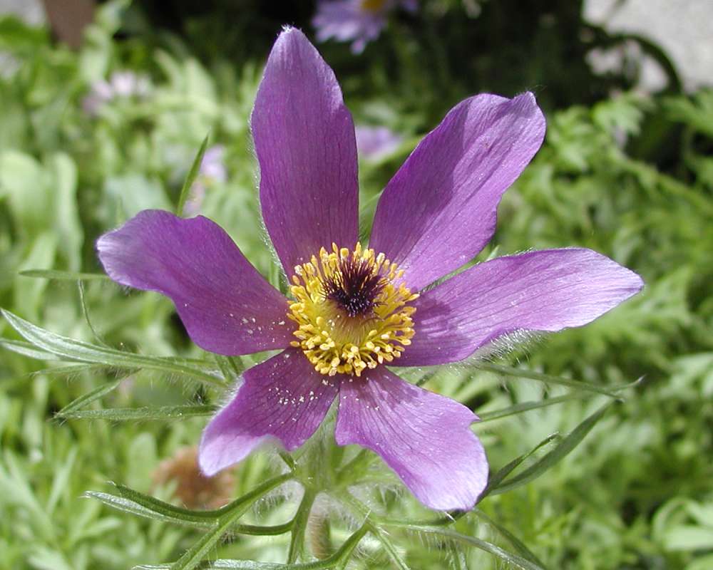 Flower - Front View<br>(Location of Picture: Garden, Ohme, Washington, USA, 2005)
