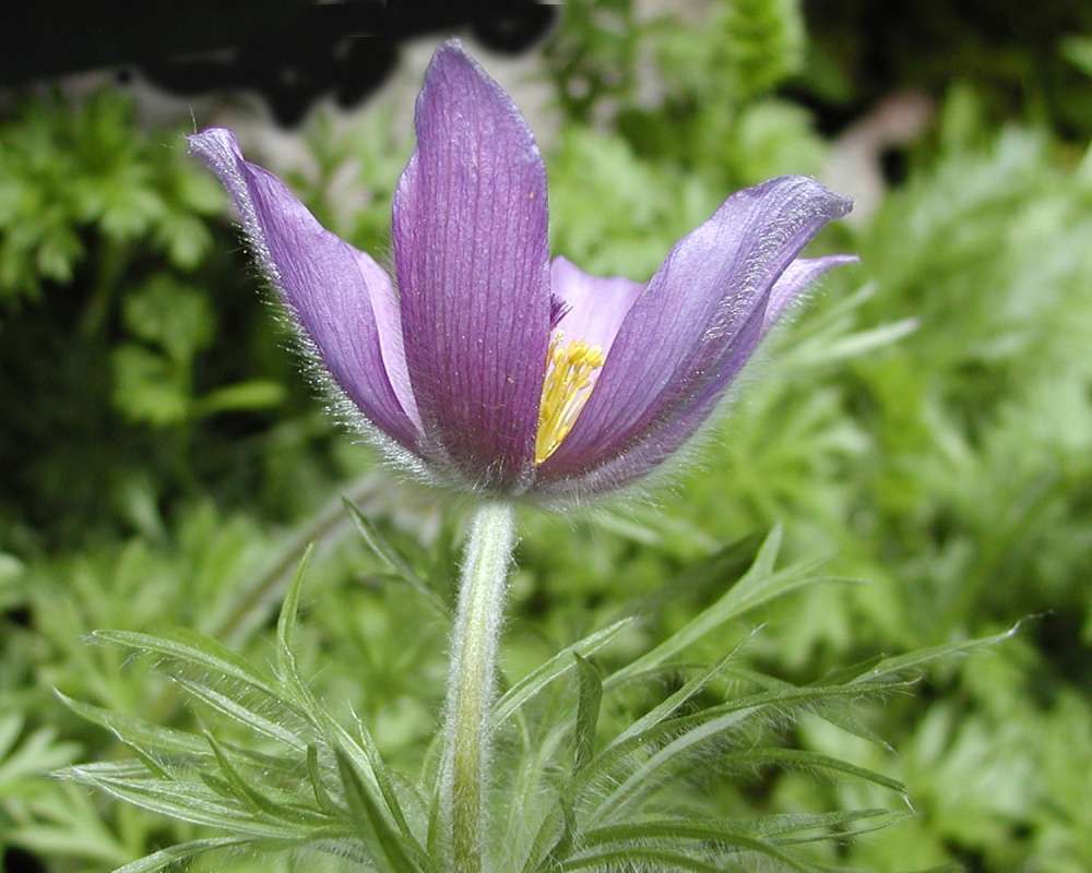 Flower - Side View<br>(Location of Picture: Garden, Ohme, Washington, USA, 2005)