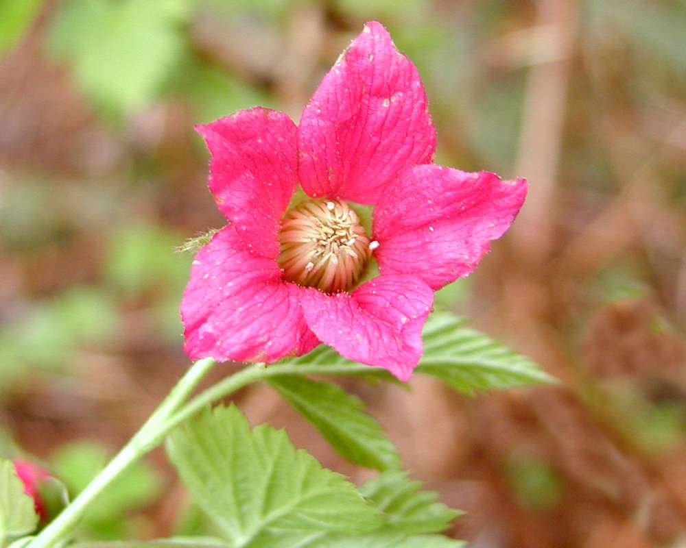Flowers<br>(Location of Picture: Marblemount, Washington, USA)