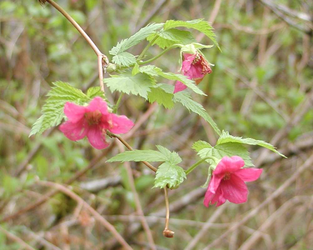 Stem and Leaves<br>(Location of Picture: Marblemount, Washington, USA)