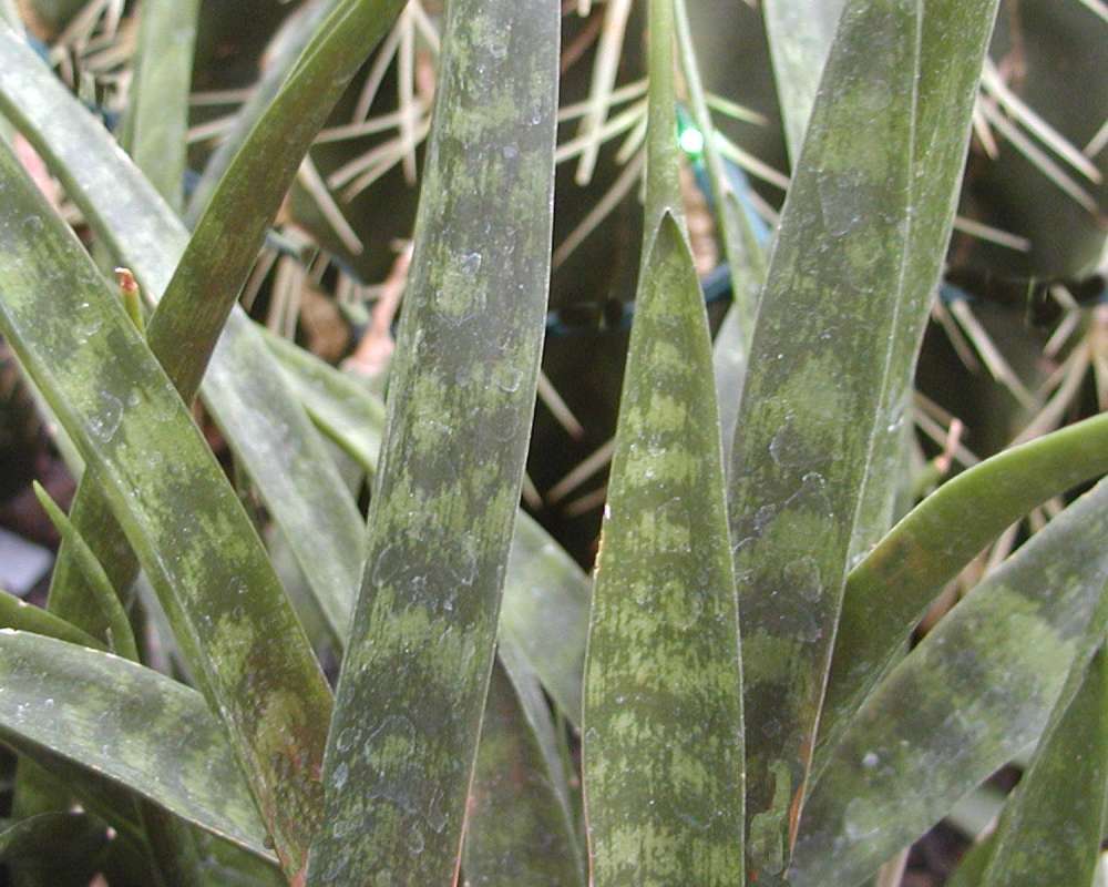 Leaf<br>(Location of Picture: Manito Garden, Washington, USA)
