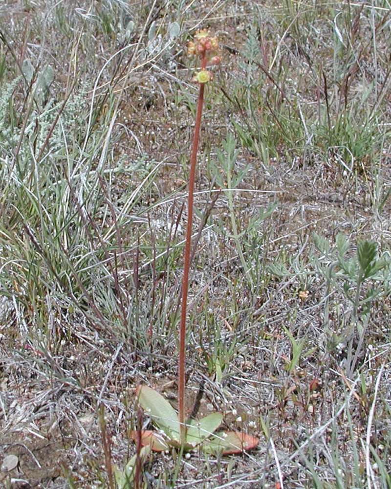Silhouette<br>(Location of Picture: Big Goose, Washington, USA, 2005)