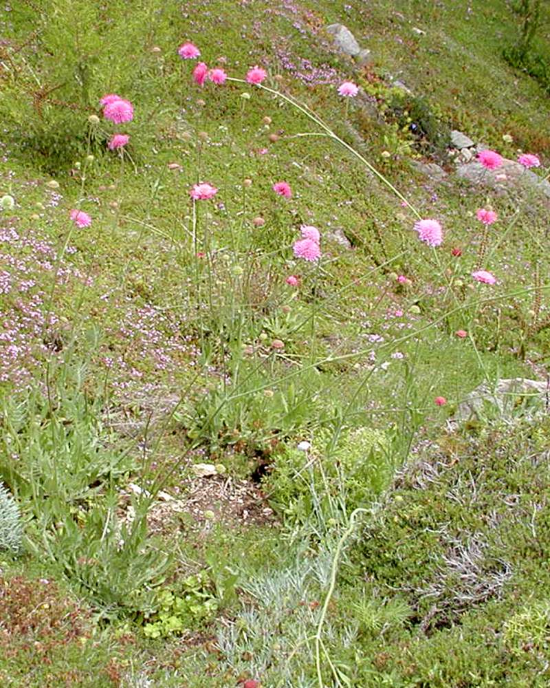 Habitat View<br>(Location of Picture: Garden, Ohme, Washington, USA, 2005)