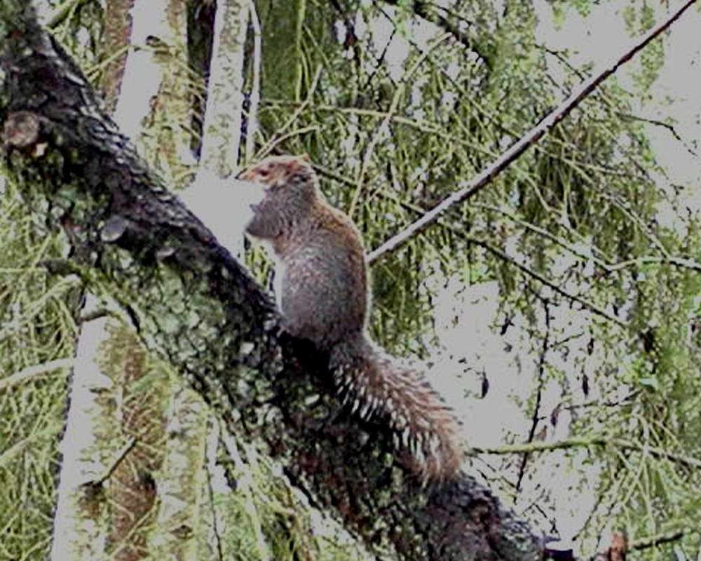 Habitat View<br>(Location of Picture: Tacoma, Washington, USA, 2005)