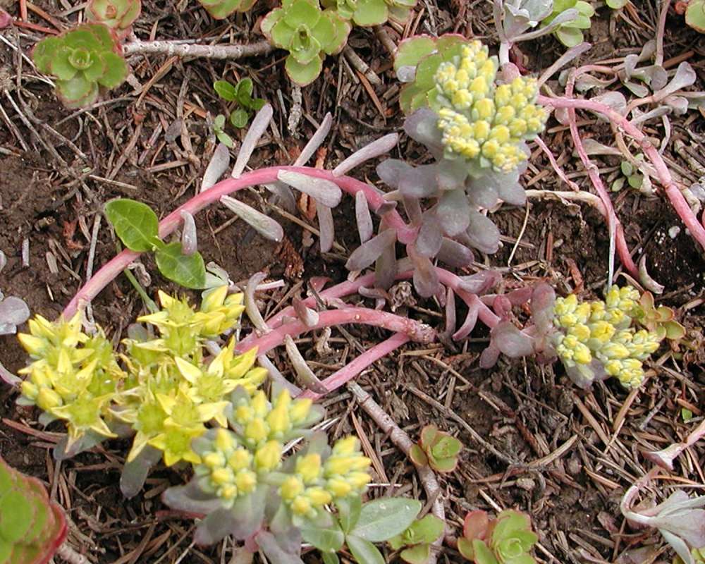 Habitat View<br>(Location of Picture: Ohme, Washington, USA, 2005)
