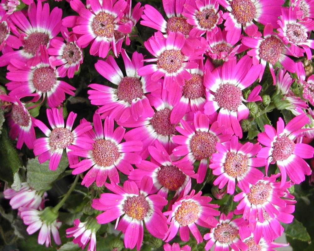 Pink Flowers<br>(Location of Picture: Garden, Okanogan, Washington, USA)