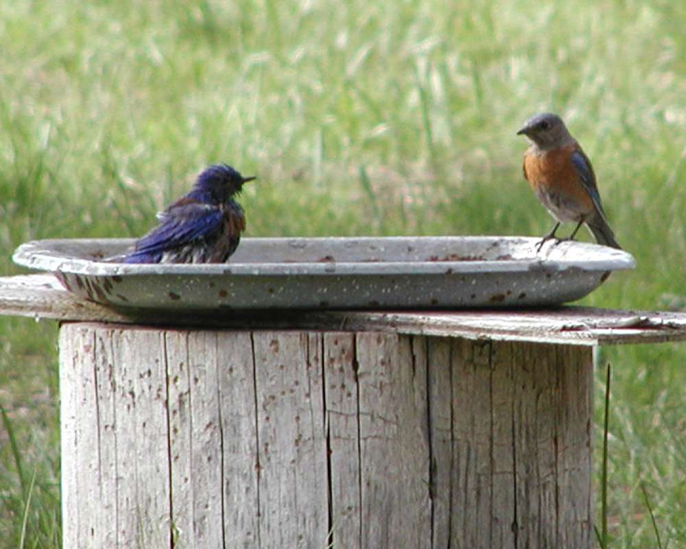 Birds At Feeder<br>(Location of Picture: Nevile Ridge, Washington, USA)
