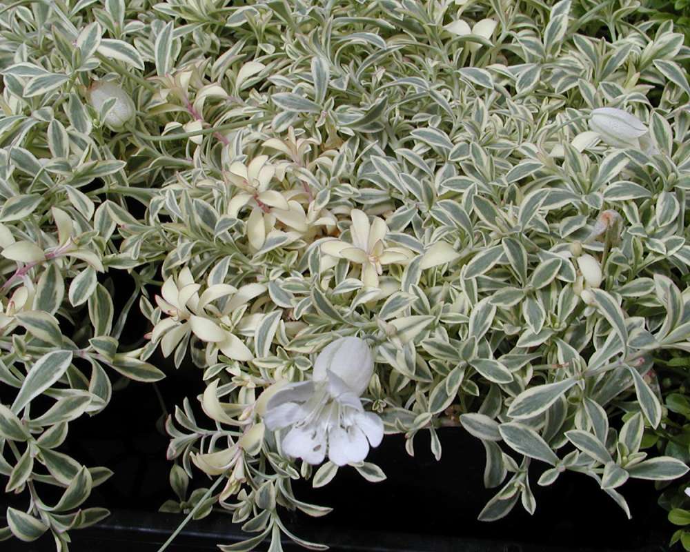 Leaves and Flowers<br>(Location of Picture: Garden, Ohme, Washington, USA, 2005)