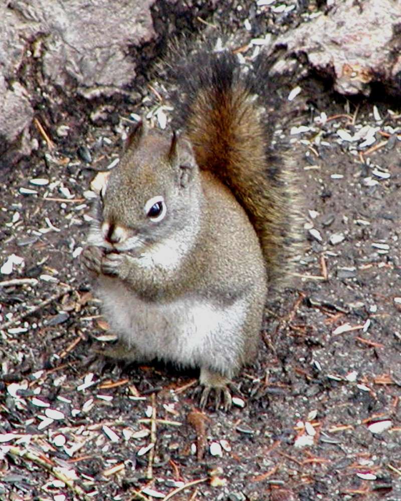 On Ground<br>(Location of Picture: Okanogan, Washington, USA, 2005)