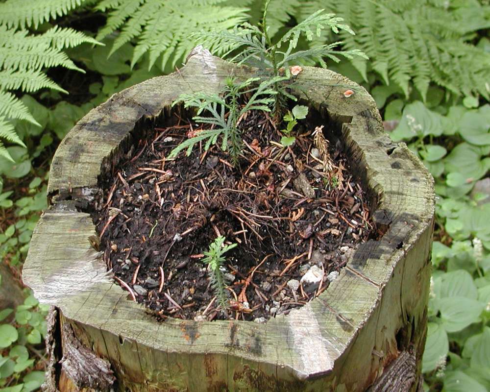 Stump - Dead<br>(Location of Picture: Ohme, Washington, USA, 2005)