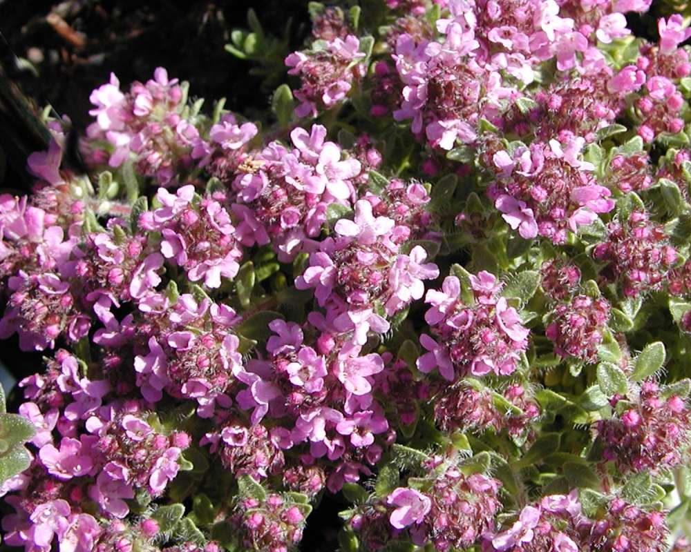 Flowers and Leaves<br>(Location of Picture: Garden, Okanogan, Washington, USA)