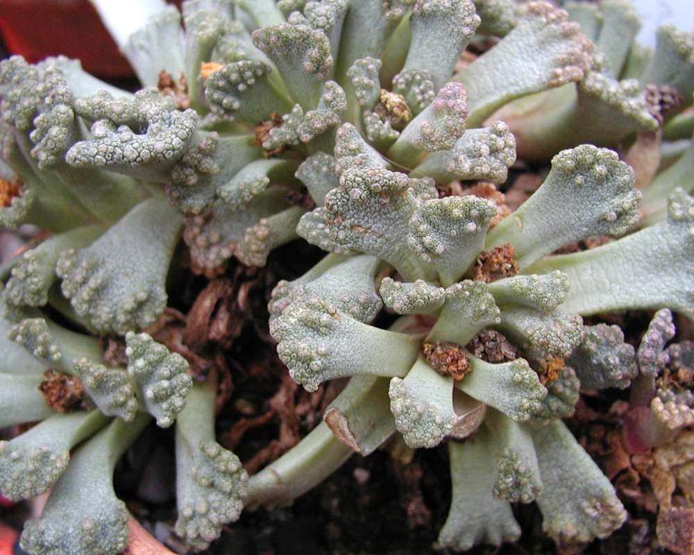 Leaves<br>(Location of Picture: Manito Garden, Washington, USA, '05)