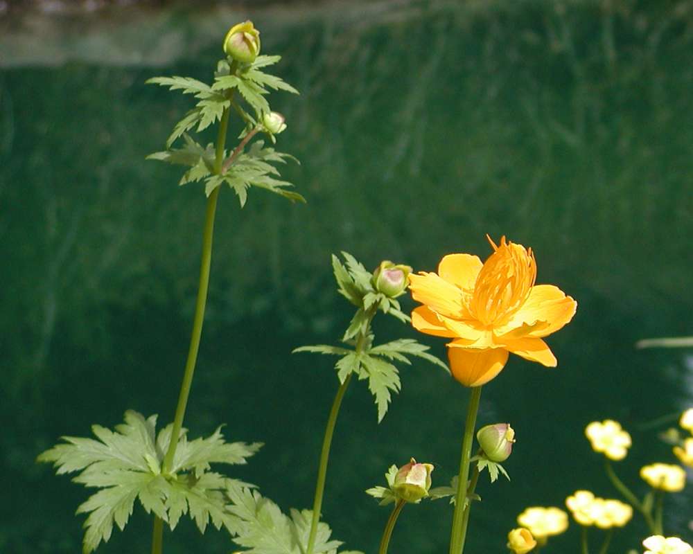 Top Of Plant<br>(Location of Picture: Garden, Ohme, Washington, USA, '05)