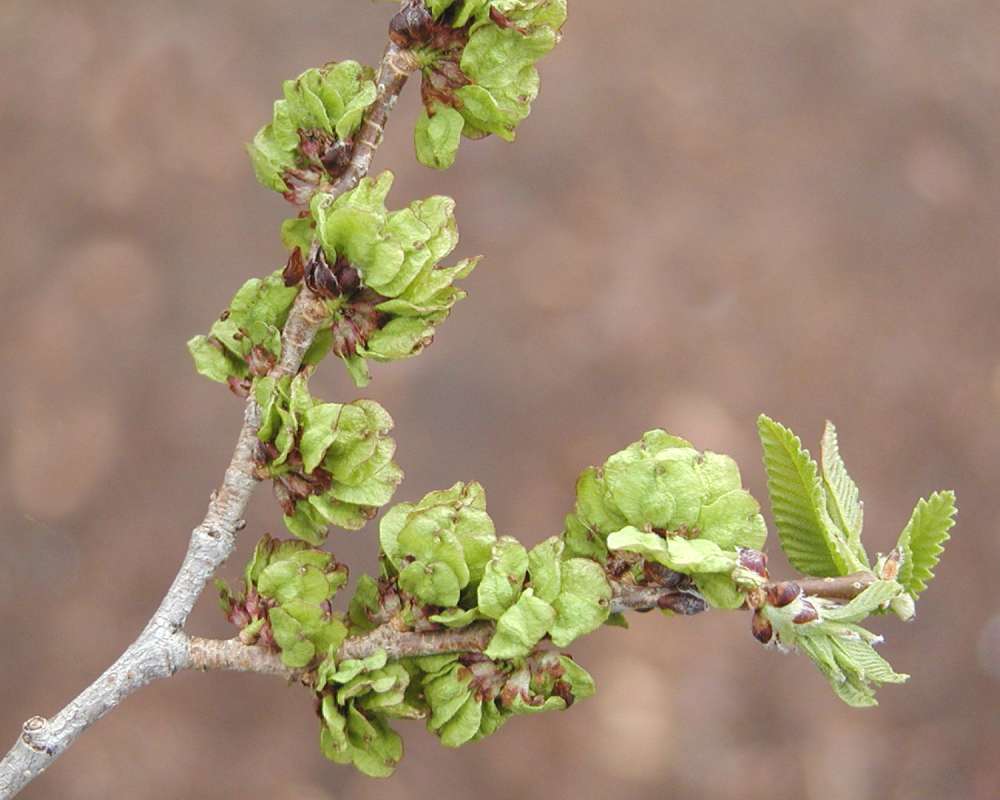 Seeds<br>(Location of Picture: Garden, Okanogan, Wa,usa, 2005)