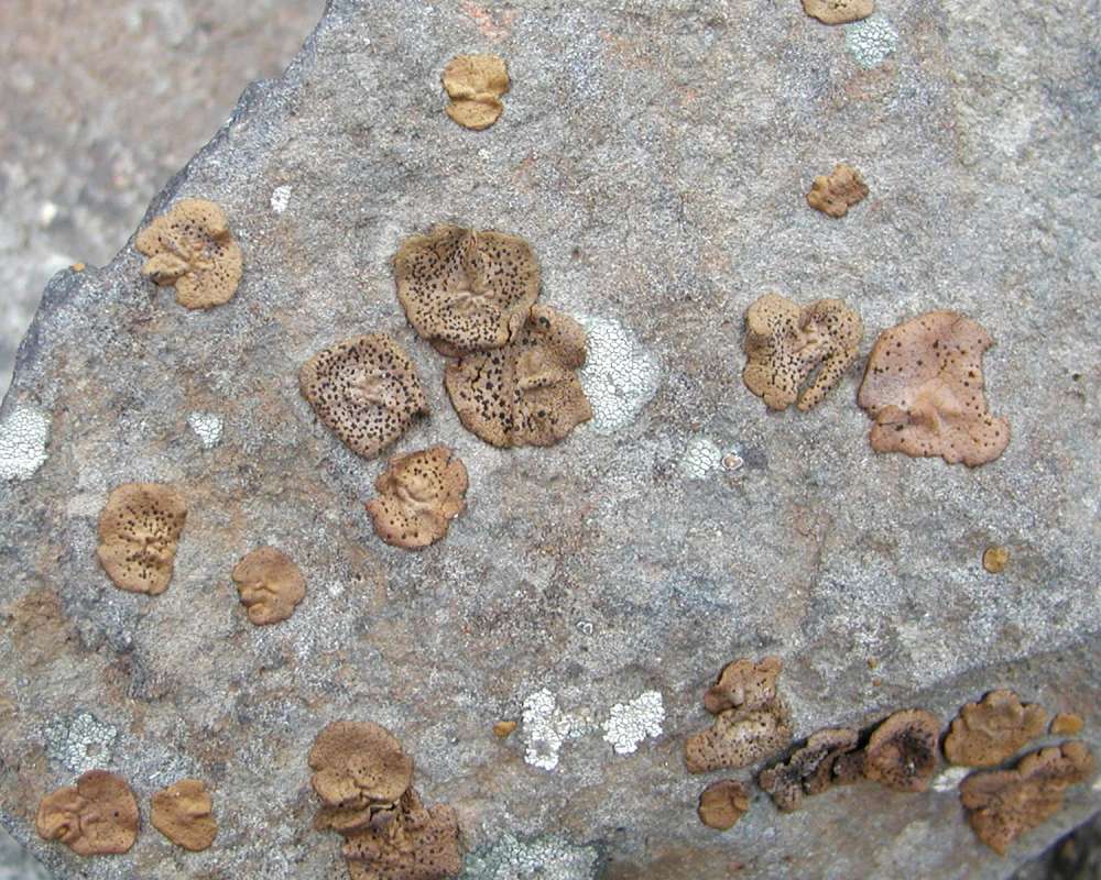 Habitat - On Rock<br>(Location of Picture: Banks Lake, Washington, USA, 2005)