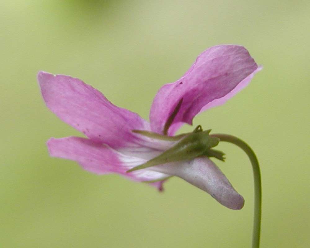 Flower - Side View<br>(Location of Picture: Conconully, Washington, USA, 2005)