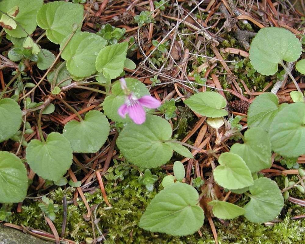 Habitat<br>(Location of Picture: Conconully, Washington, USA, 2005)