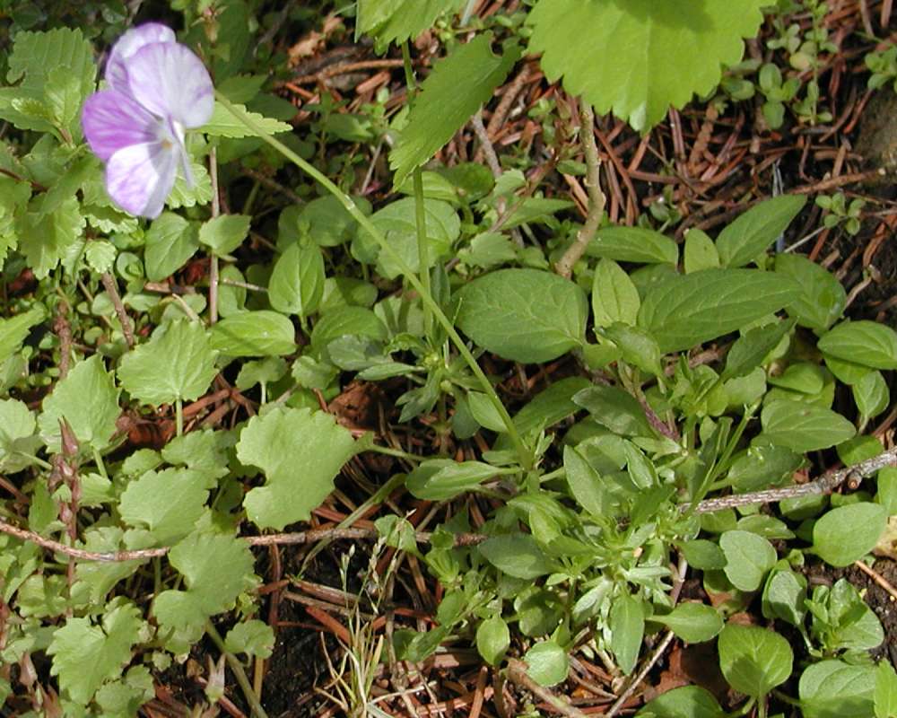 Habitat<br>(Location of Picture: Garden, Ohme, Washington, USA, 2005)