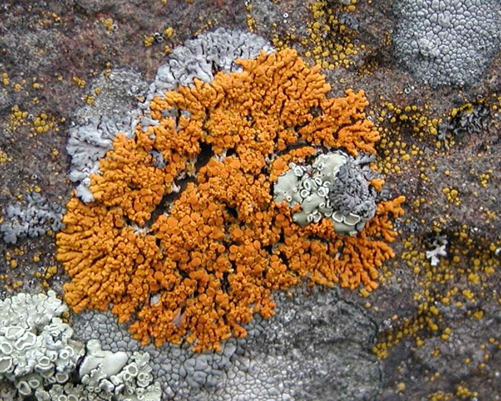 Habitat<br>(Location of Picture: Okanogan, Washington, USA, 2005)
