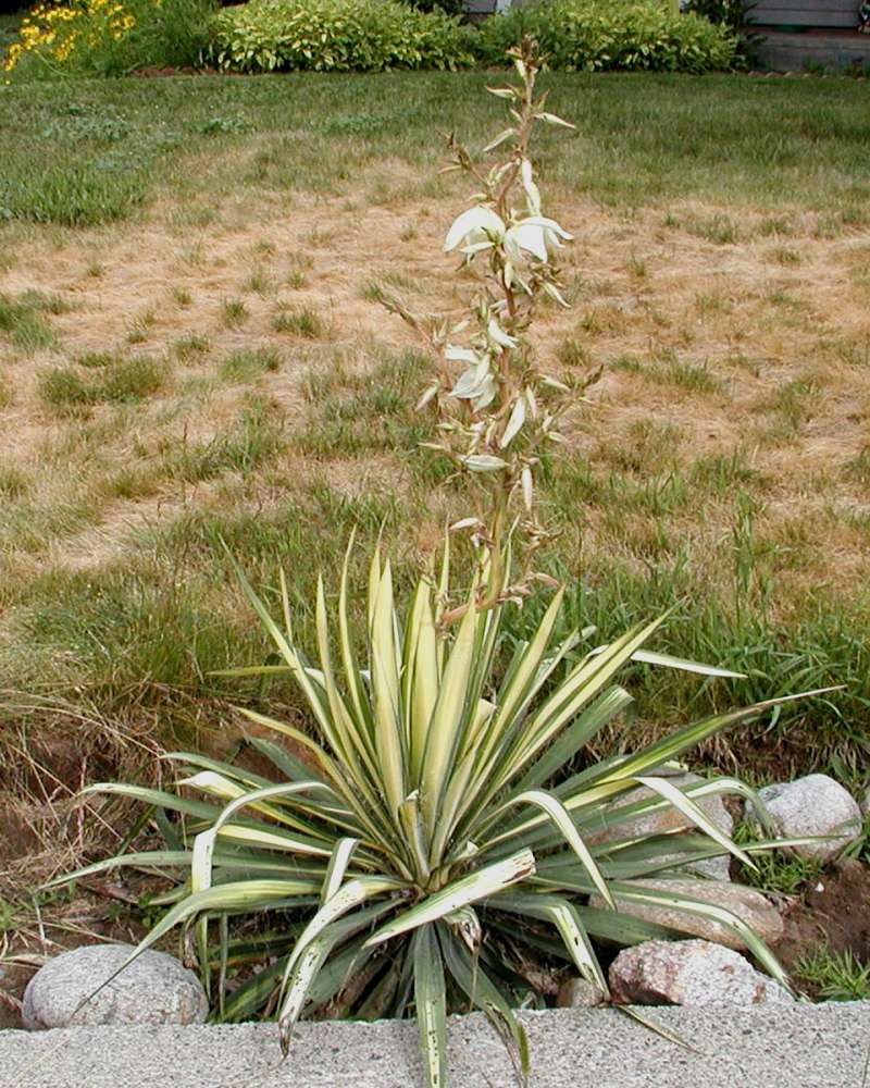 Garden View<br>(Location of Picture: Okanogan, Washington, USA, 2005)