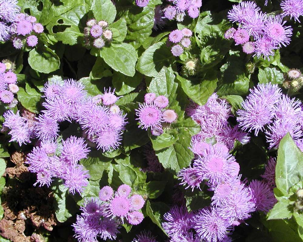 Flowers and Leaves<br>(Location of Picture: Garden, Washington, USA, 2005)
