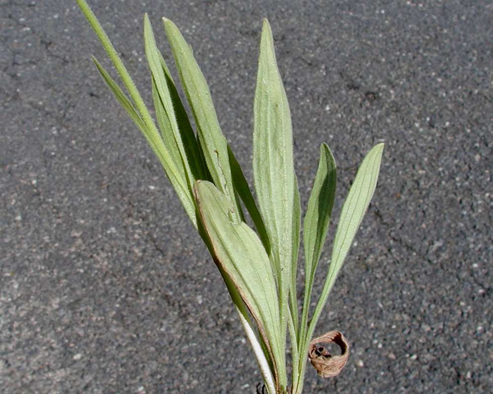 Leaves<br>(Location of Picture: Spokane, Washington, USA, 2005)