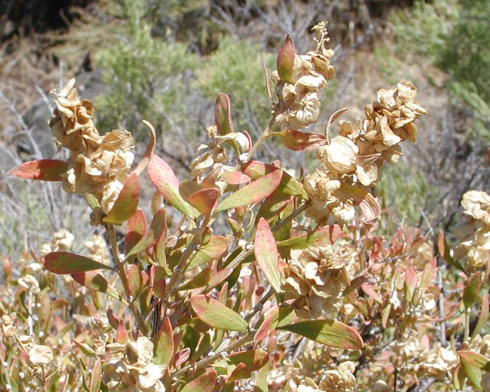 Top Of Plant<br>(Location of Picture: Yakima, Washington, USA, 2005)
