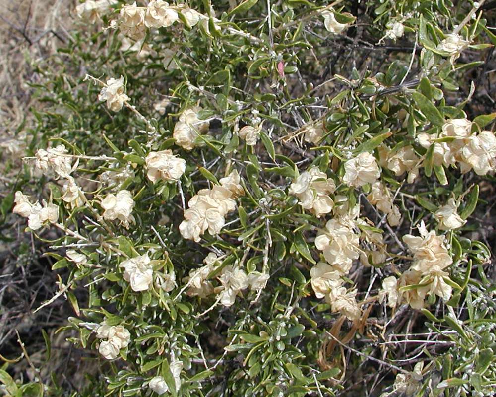 Flowers<br>(Location of Picture: Yakima, Washington, USA, 2005)