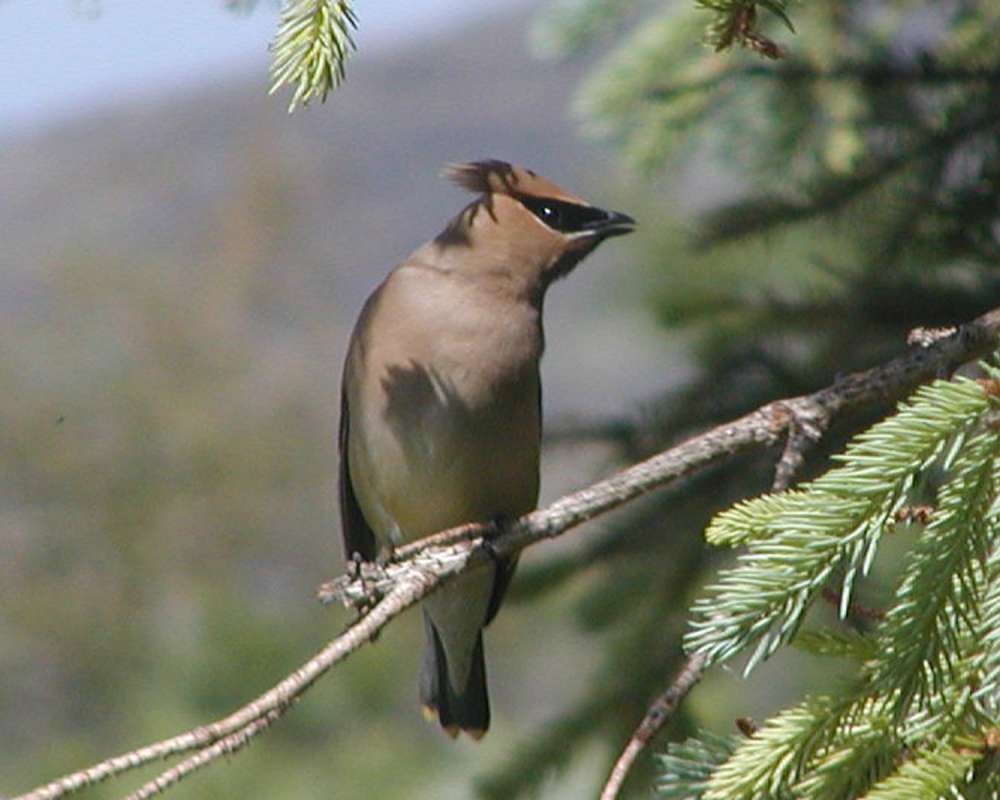 On Branch - Second View<br>(Location of Picture: Okanogan, Washington, USA, 2005)