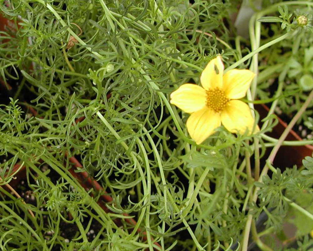 Flower and Leaves<br>(Location of Picture: Garden, Ephrata, Washington, USA)