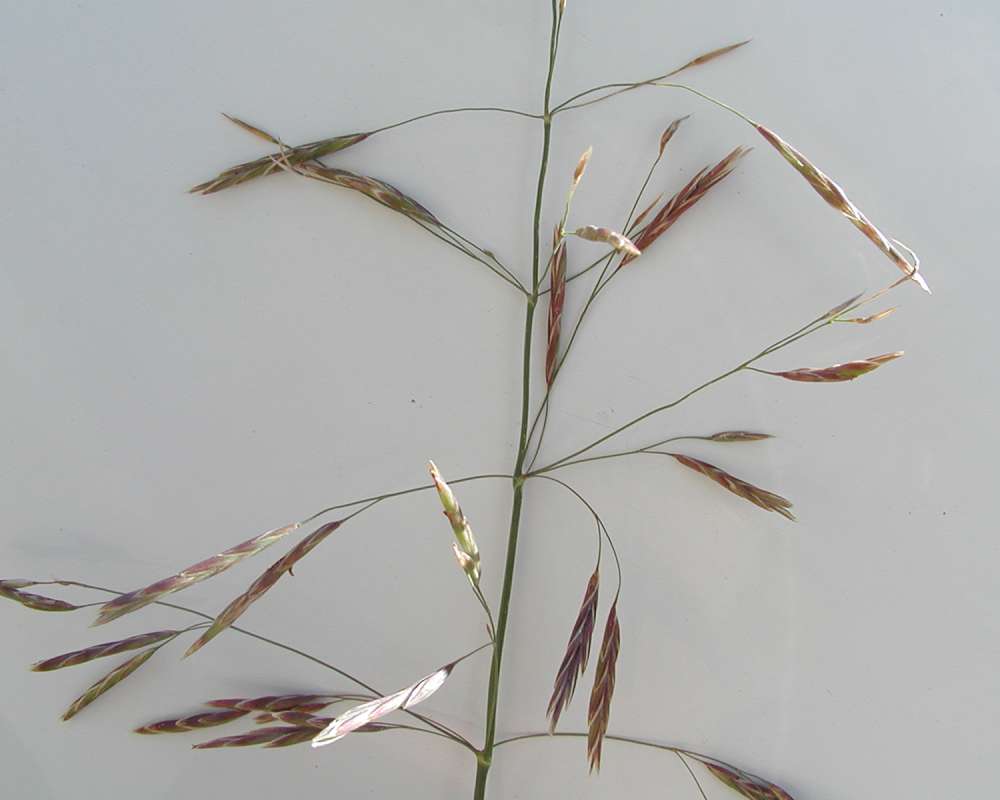 Top Of Plant<br>(Location of Picture: Spokane, Washington, USA, 2005)