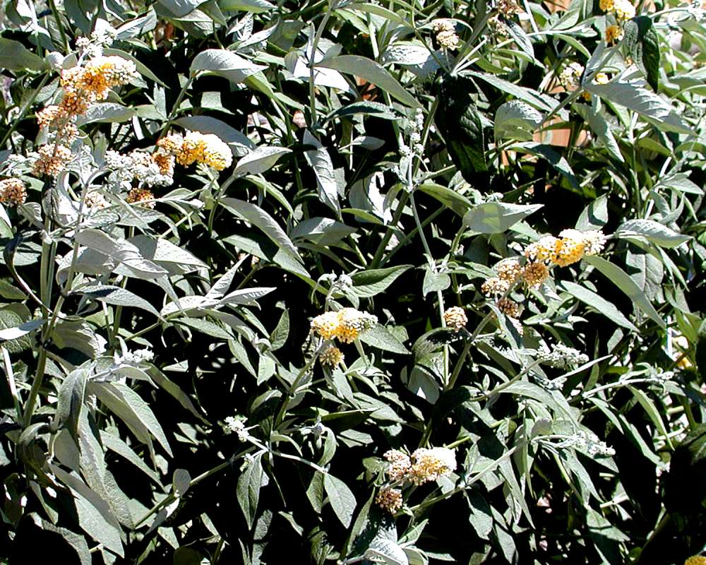 Top Of Plant Showing White Leaf Undersides<br>(Location of Picture: Garden, Yakima, Washington, USA)