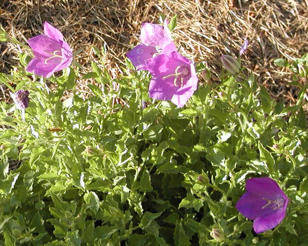 Leaves and Flowers<br>(Location of Picture: Garden, Okanogan, Wa, USA, 2005)