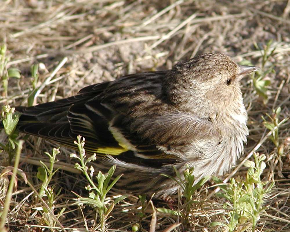 Side View<br>(Location of Picture: Neville Ridge, Wa, USA, 2005)