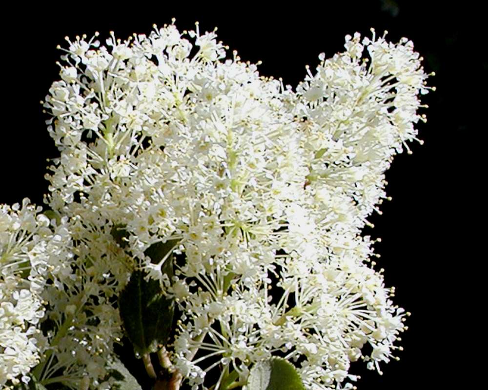 Flowers<br>(Location of Picture: Neville Ridge, Wa, USA, 2005)