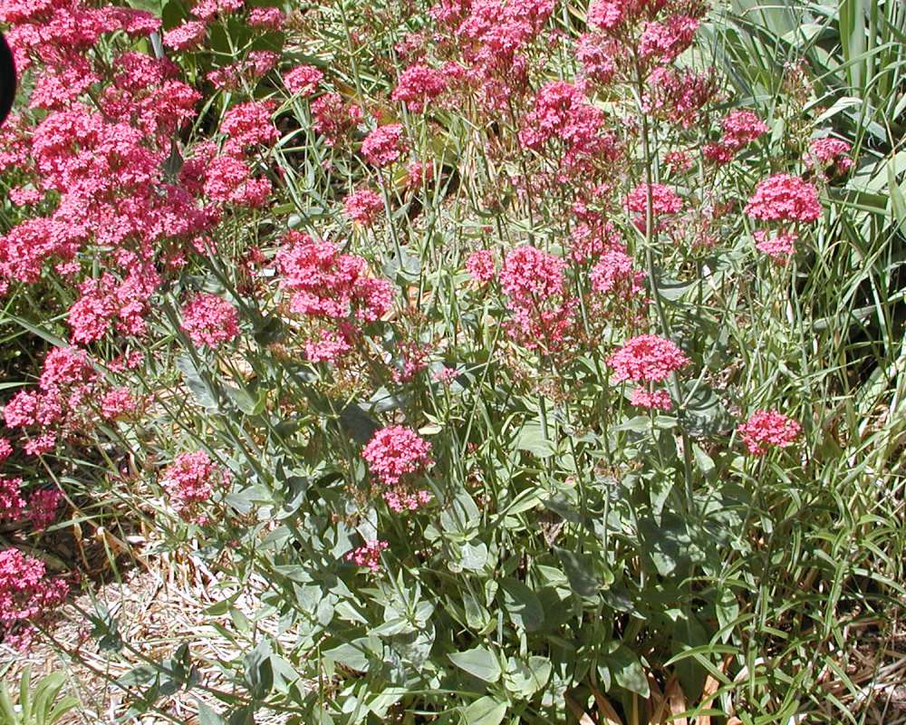 Garden View<br>(Location of Picture: Garden, Pateros, Washington, USA)