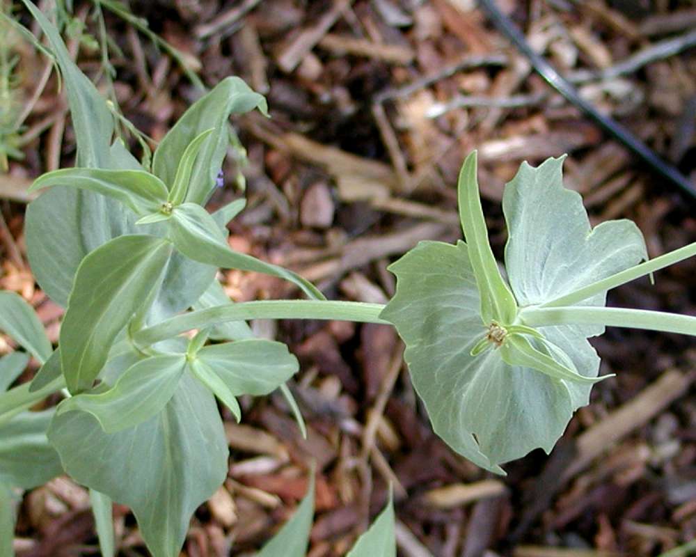 Leaf<br>(Location of Picture: Garden, Pateros, Washington, USA)