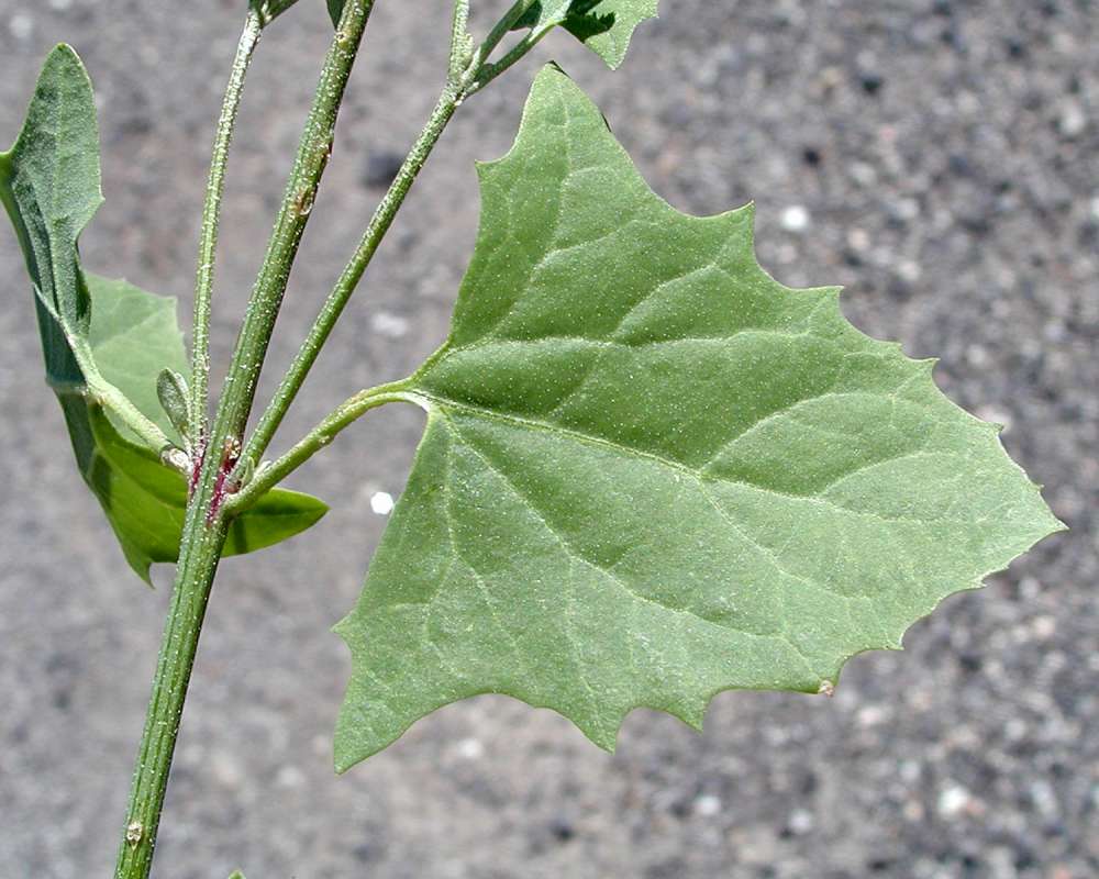 Leaf<br>(Location of Picture: Yakima, Washington, USA, 2005)