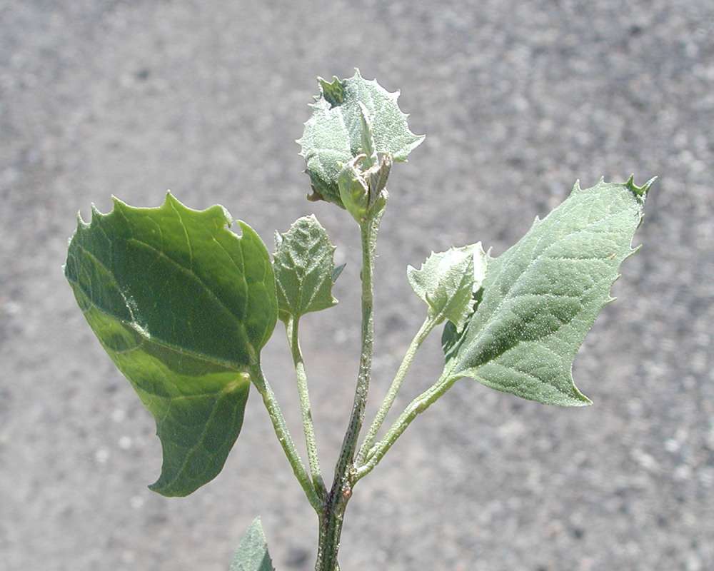 Top Of Plant<br>(Location of Picture: Yakima, Washington, USA, 2005)