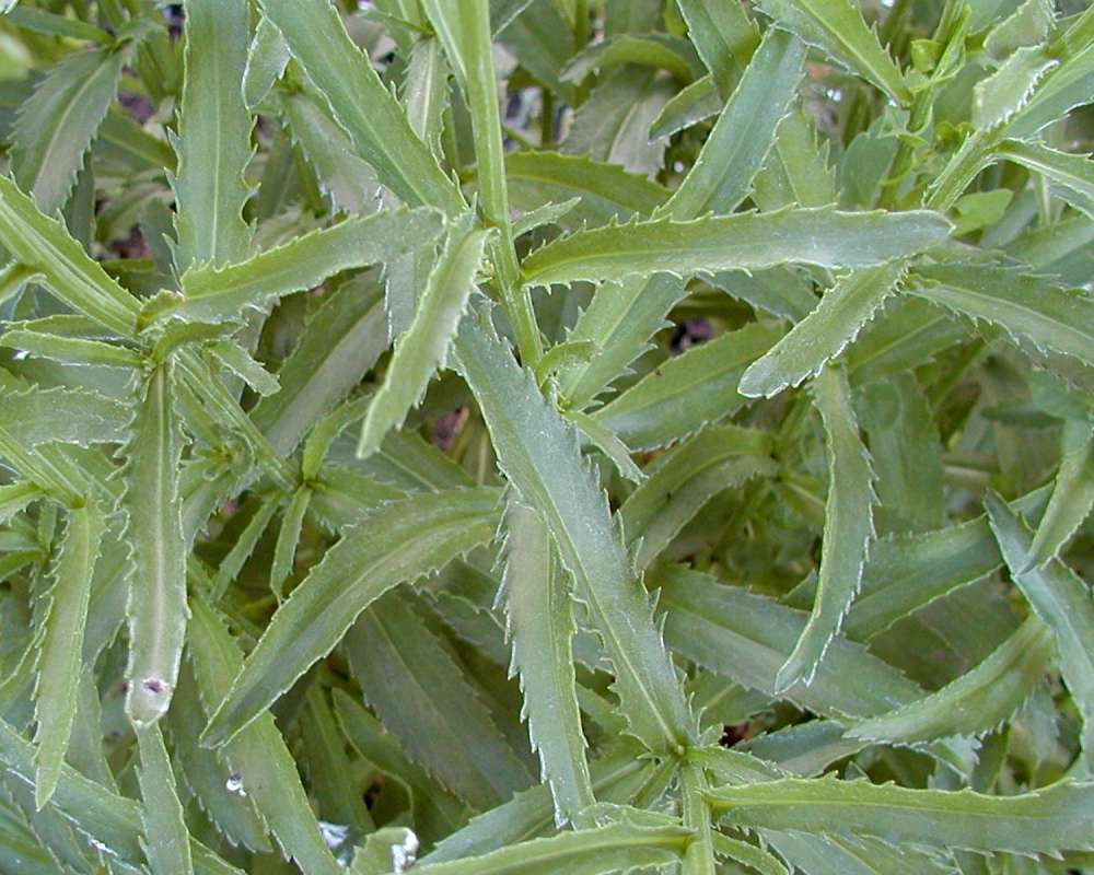 Leaves<br>(Location of Picture: Garden, Okanogan, Wa, USA, 2005)