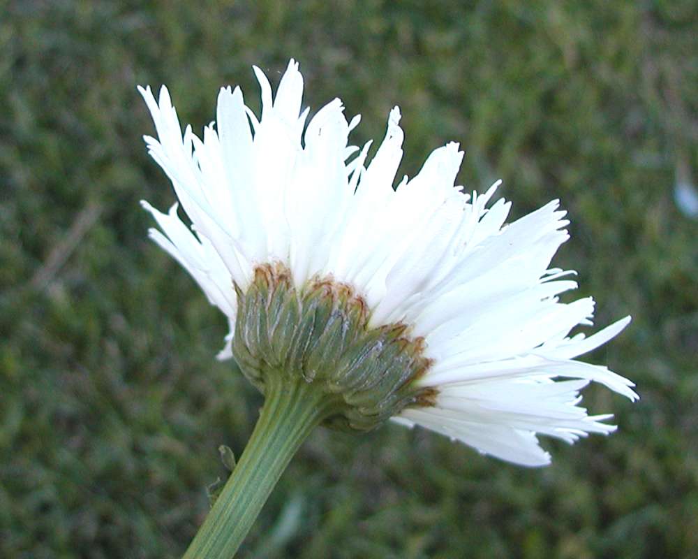 Leaves<br>(Location of Picture: Garden, Okanogan, Wa, USA, 2005)