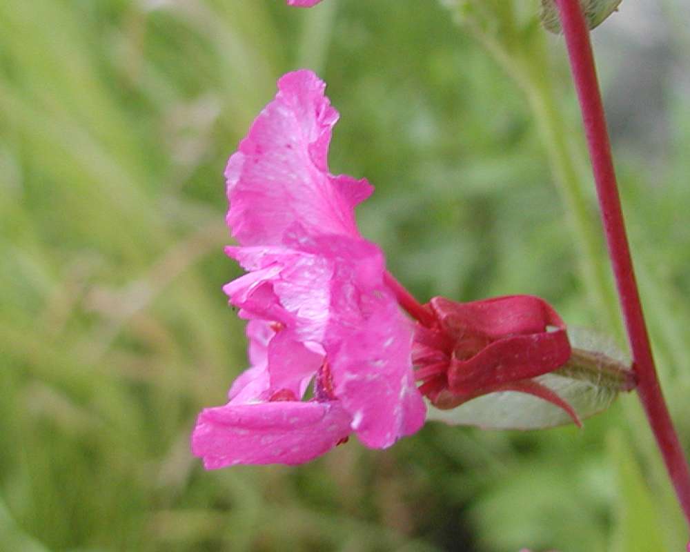 Flower - Side View<br>(Location of Picture: Garden, Okanogan, Wa, USA, 2005)