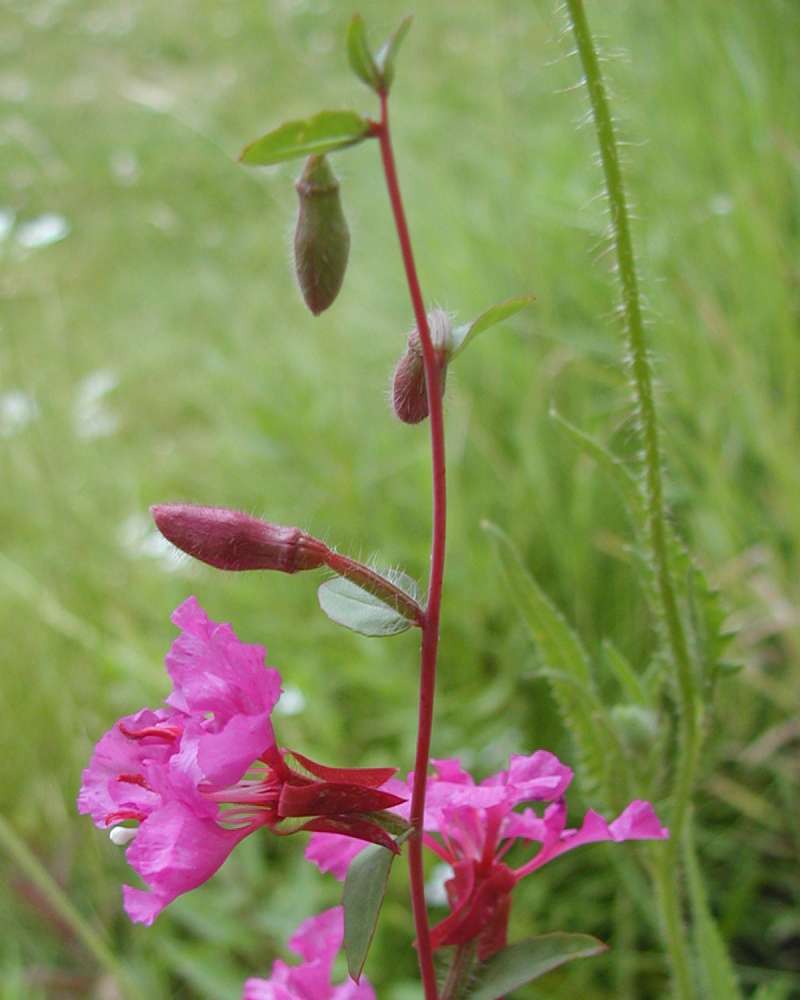 Top Of Plant<br>(Location of Picture: Garden, Okanogan, Wa, USA, 2005)