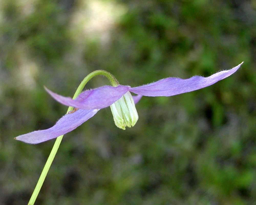 Flower - Side View<br>(Location of Picture: Granite Mountain, Washington, USA)